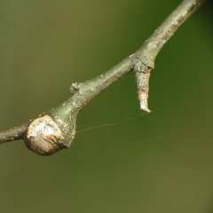 Pachypsylla celtidisgemma