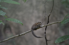 Tamiops mcclellandii