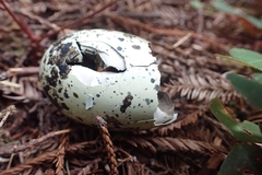 Brachyramphus marmoratus