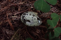 Brachyramphus marmoratus