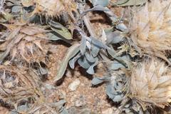 Barleria lichtensteiniana