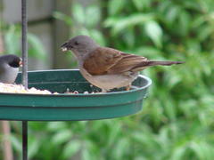 Passer diffusus stygiceps