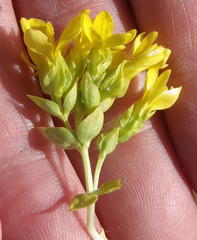 Sebaea grisebachiana
