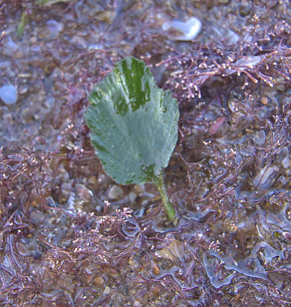 Udotea orientalis