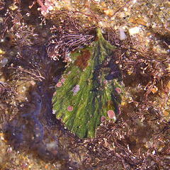 Udotea orientalis