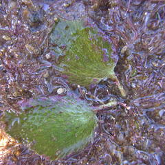 Udotea orientalis