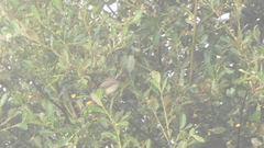 Hippolais polyglotta