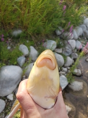 Catostomus macrocheilus