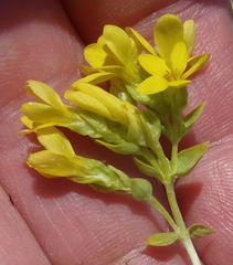 Sebaea grisebachiana
