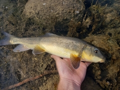 Catostomus macrocheilus