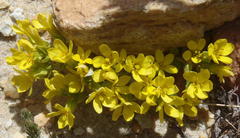 Sebaea grisebachiana