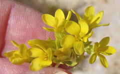 Sebaea grisebachiana