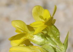 Sebaea grisebachiana