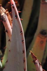 Aloe claviflora