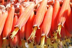 Aloe claviflora
