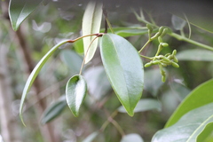 Jasminum lanceolarium