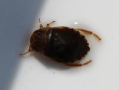Naucoridae