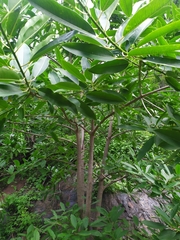Sapium lateriflorum