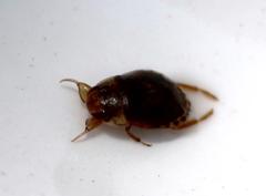 Naucoridae