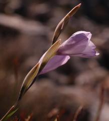 Gladiolus inflatus