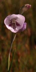 Gladiolus inflatus