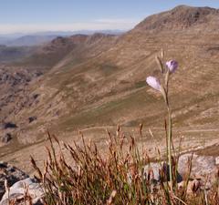 Gladiolus inflatus
