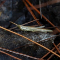 Leptysma marginicollis