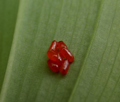 Lilioceris merdigera