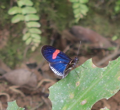 Heliconius erato cyrbia
