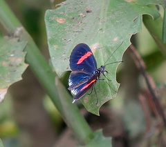 Heliconius erato cyrbia