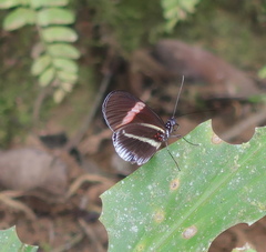 Heliconius erato cyrbia
