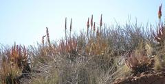 Aloe gariepensis
