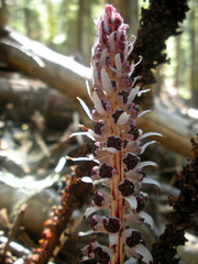 Allotropa virgata