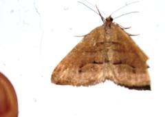 Chiasmia subcurvaria
