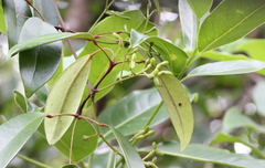 Jasminum lanceolarium