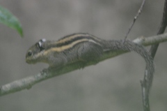 Tamiops mcclellandii