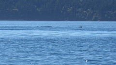 Phocoena phocoena vomerina