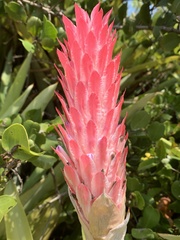 Quesnelia quesneliana