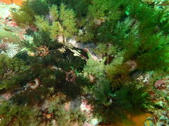 Pentacta doliolum