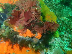 Pentacta doliolum