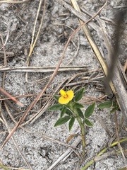 Stylosanthes fruticosa