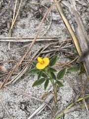 Stylosanthes fruticosa
