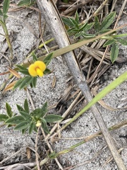 Stylosanthes fruticosa