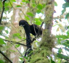 Cephalopterus penduliger