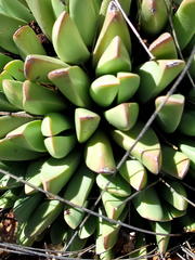 Machairophyllum albidum