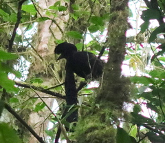 Cephalopterus penduliger