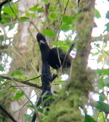 Cephalopterus penduliger