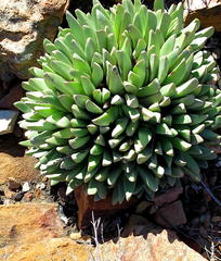 Machairophyllum albidum