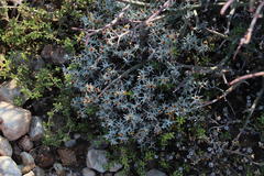 Helichrysum cylindriflorum
