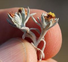 Helichrysum cylindriflorum